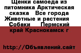 Щенки самоеда из питомника Арктическая сказка - Все города Животные и растения » Собаки   . Пермский край,Краснокамск г.